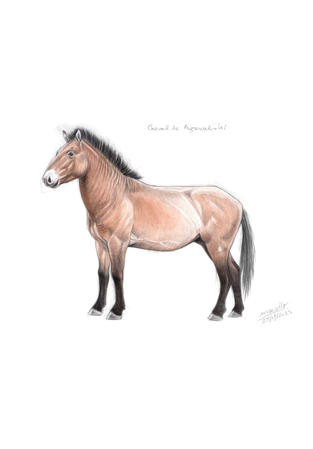 Marcello-art : Faune zones tempérées 623 - Cheval de Przewalski