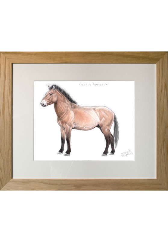 Marcello-art : Faune zones tempérées 623 - Cheval de Przewalski