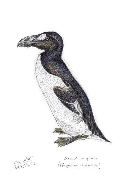 Marcello-art: Wild temperate zones 624 - Great auk (Pinguinus impennis)