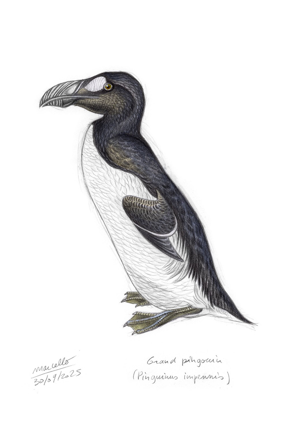 Marcello-art : Faune zones tempérées 624 - Grand pingouin (Pinguinus impennis)