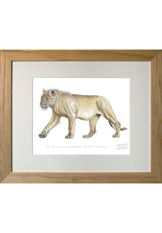 Marcello-art : Faune zones tempérées 625 - Lion des cavernes eurasiatique (Panthera spelaea)