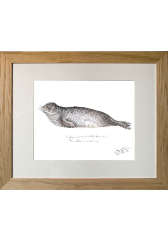 Marcello-art: Wild temperate zones 627 - Mediterranean monk seal (Monachus monachus)