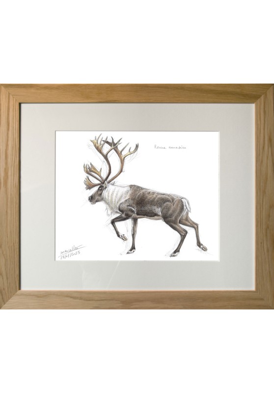 Marcello-art: Wild temperate zones 628 - Eurasian reindeer
