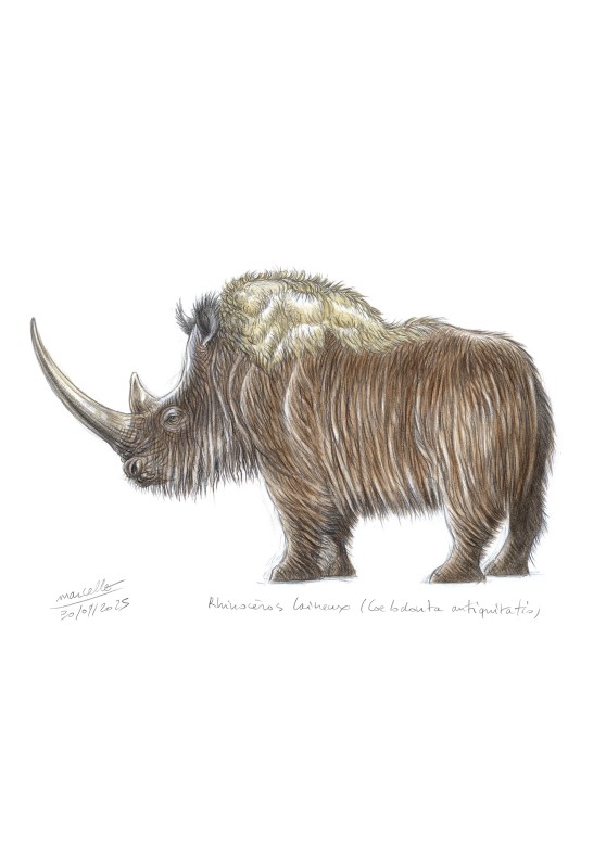 Marcello-art : Faune zones tempérées 629 - Rhinocéros laineux (Coelodonta antiquitatis)