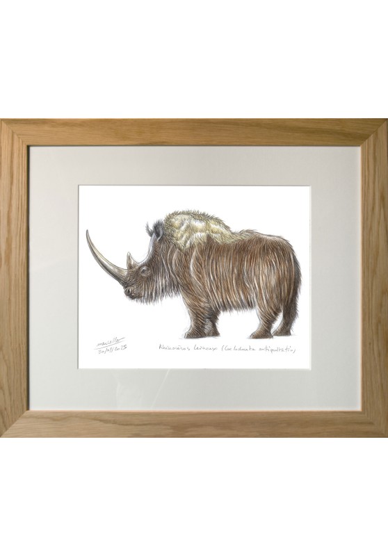 Marcello-art : Faune zones tempérées 629 - Rhinocéros laineux (Coelodonta antiquitatis)