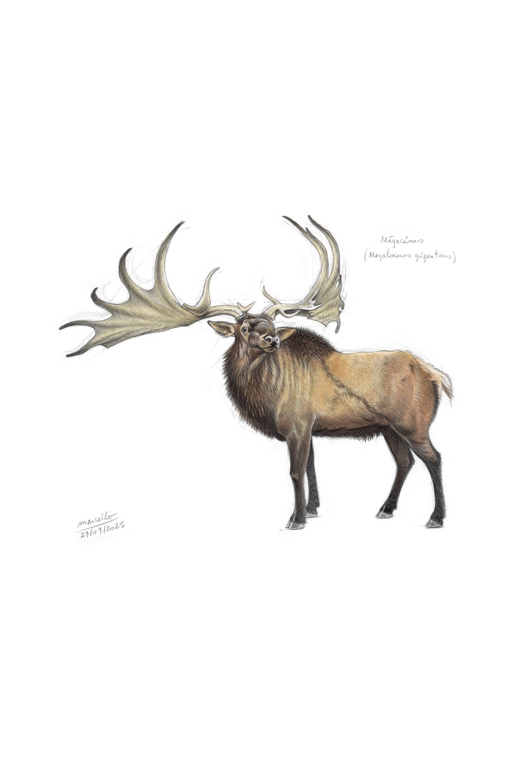 Marcello-art : Faune zones tempérées 626 - Mégacéros (Megaloceros giganteus)