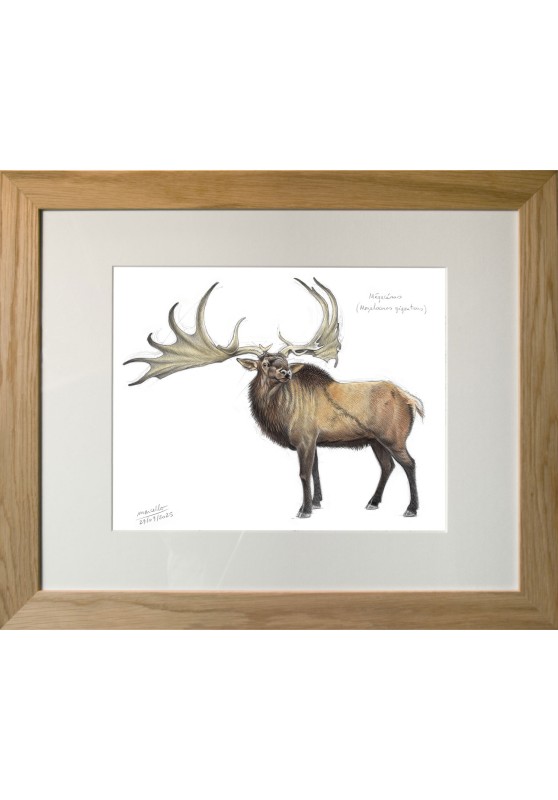 Marcello-art: Wild temperate zones 626 - Megaloceros (Megaloceros giganteus)