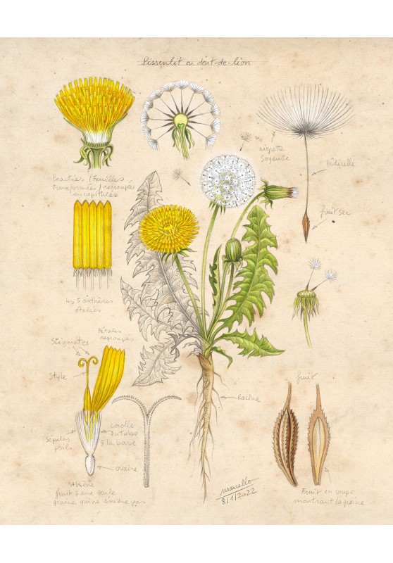 Marcello-art: Editions 441 - Dandelion