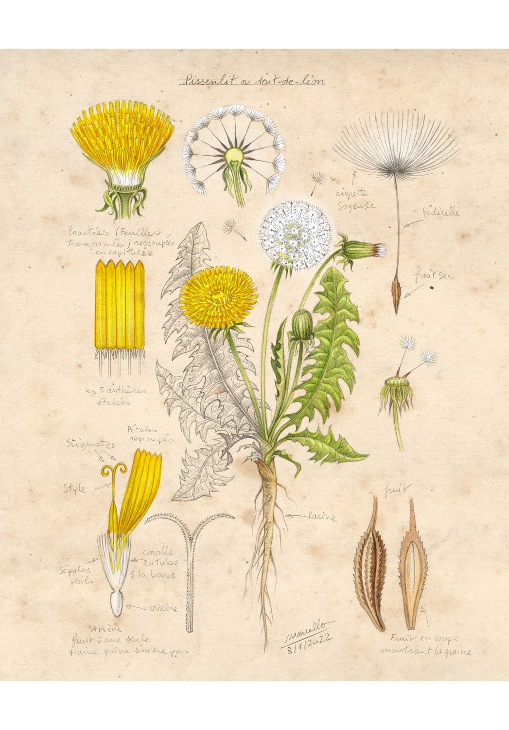 Marcello-art: Editions 441 - Dandelion