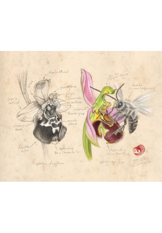 Marcello-art : Éditions 453 - Ophrys Abeille (Ophrys apifera)