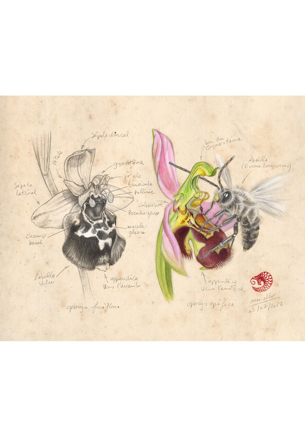 Marcello-art : Éditions 453 - Ophrys Abeille (Ophrys apifera)