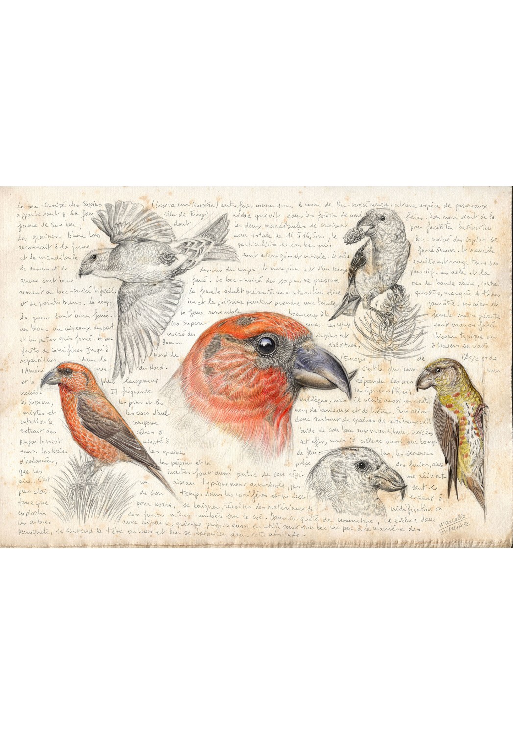 Marcello-art: Editions 460 - Red Crossbill