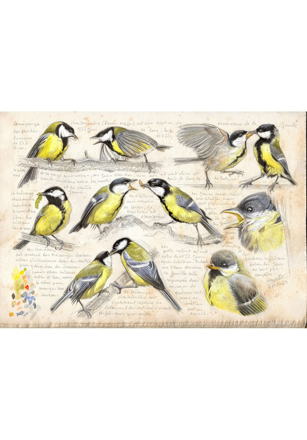 Marcello-art: Editions 472 - Great Tit