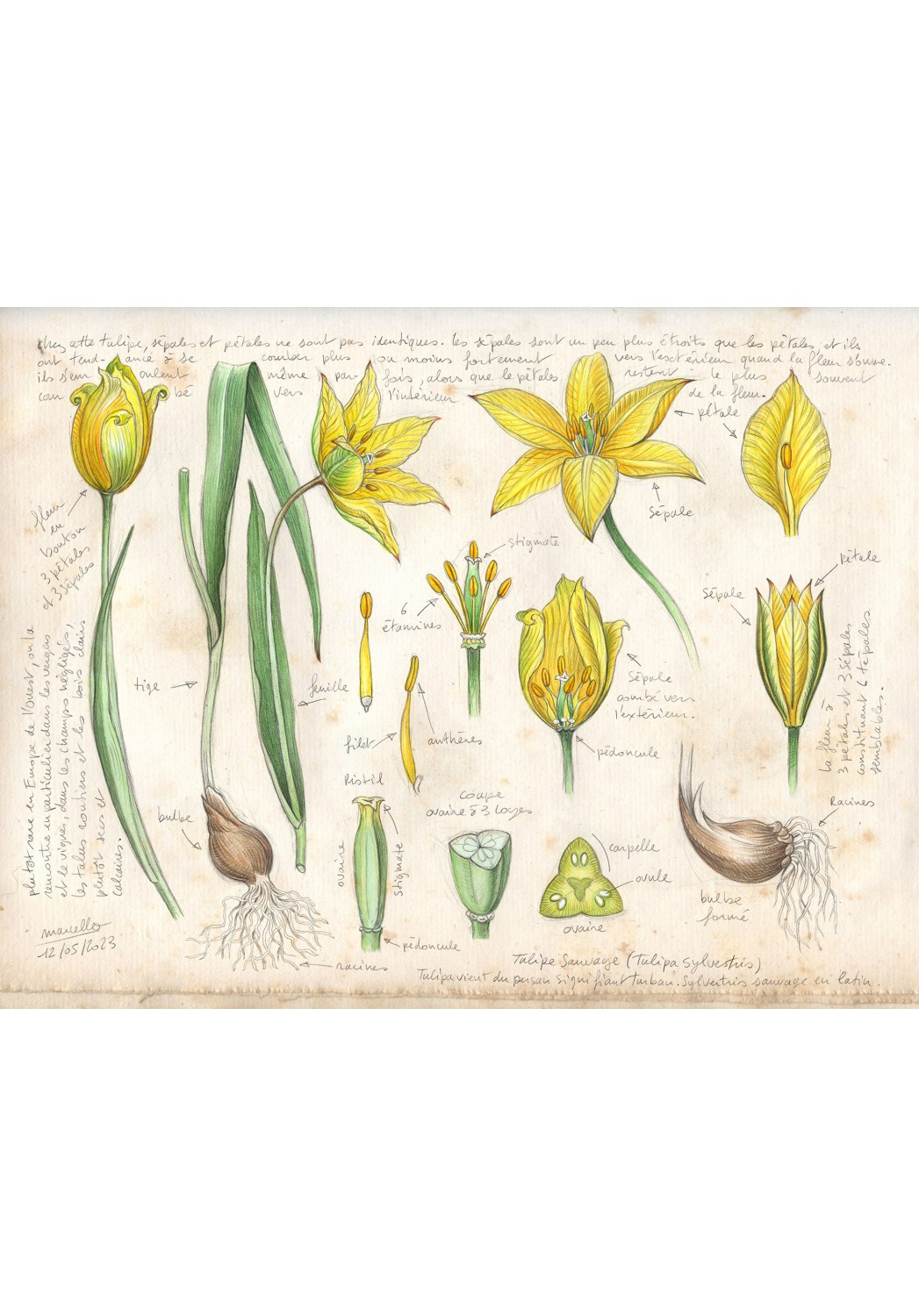 Marcello-art: Editions 474 - Wild Tulip (Tulipa sylvestris)