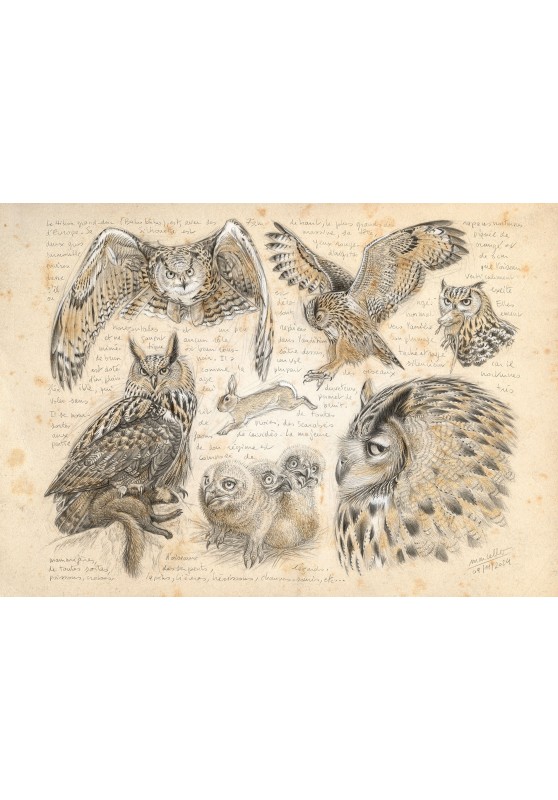 Marcello-art: Editions 600 - Eagle Owl (Bubo bubo)
