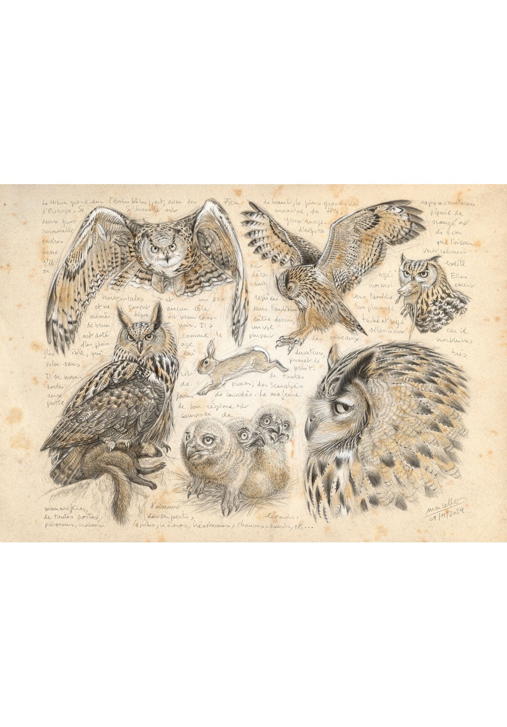 Marcello-art : Éditions 600 - Hibou grand-duc (Bubo bubo)