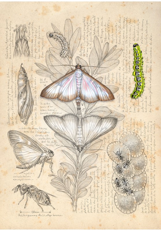Marcello-art : Éditions 602 - Pyrale du Buis (Cydalima perspectalis)
