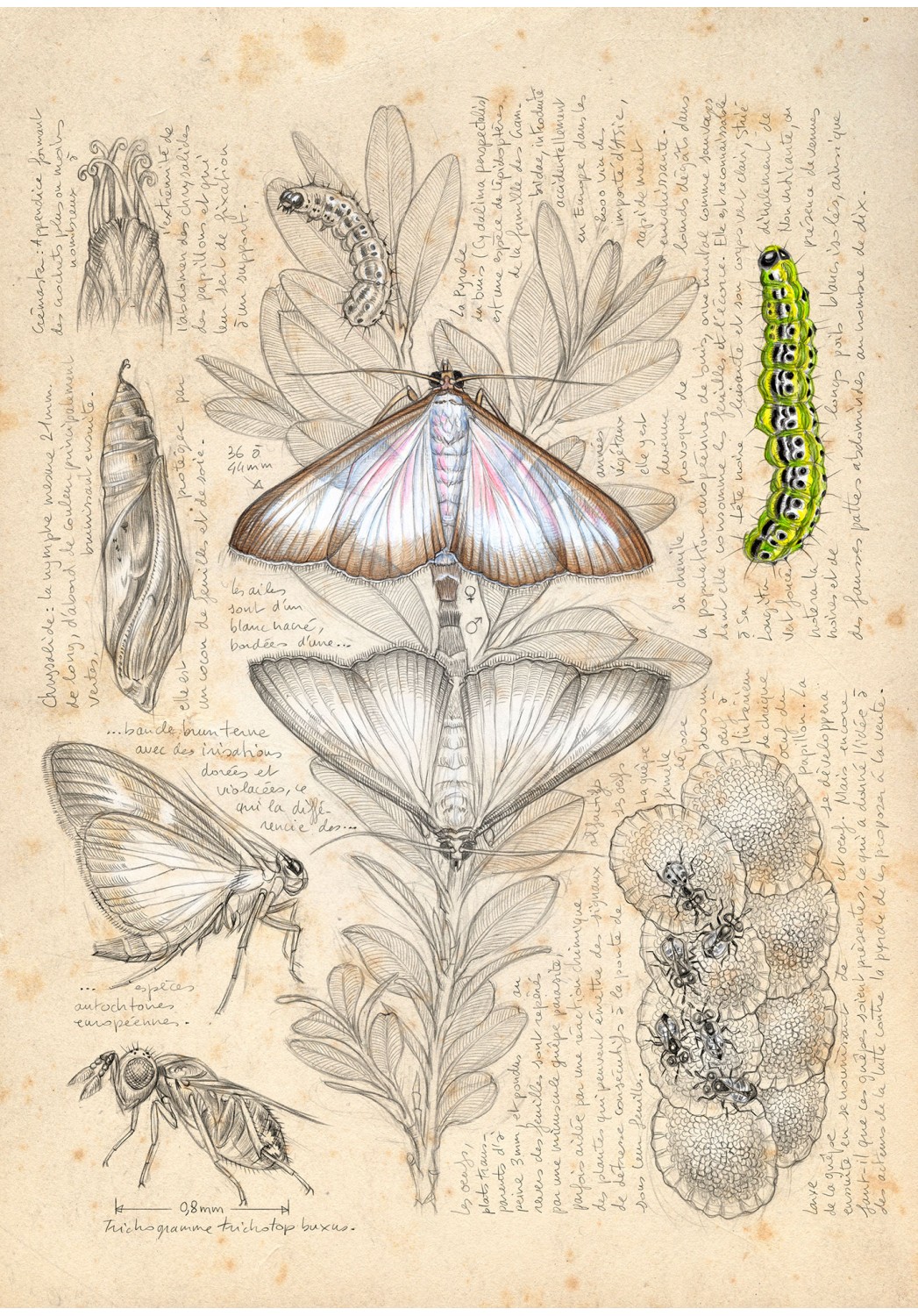 Marcello-art : Éditions 602 - Pyrale du Buis (Cydalima perspectalis)
