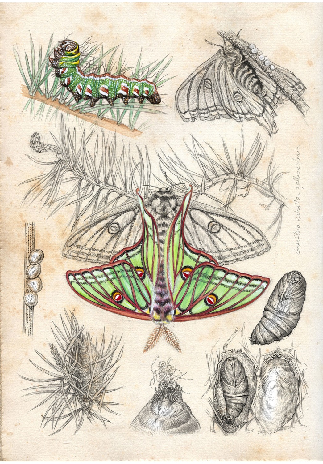 Marcello-art: Editions 604 - Spanish moon moth (Graellsia isabellae)