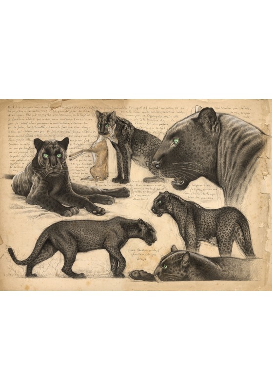Marcello-art: Editions 607 - Melanistic leopard (Panthera pardus)