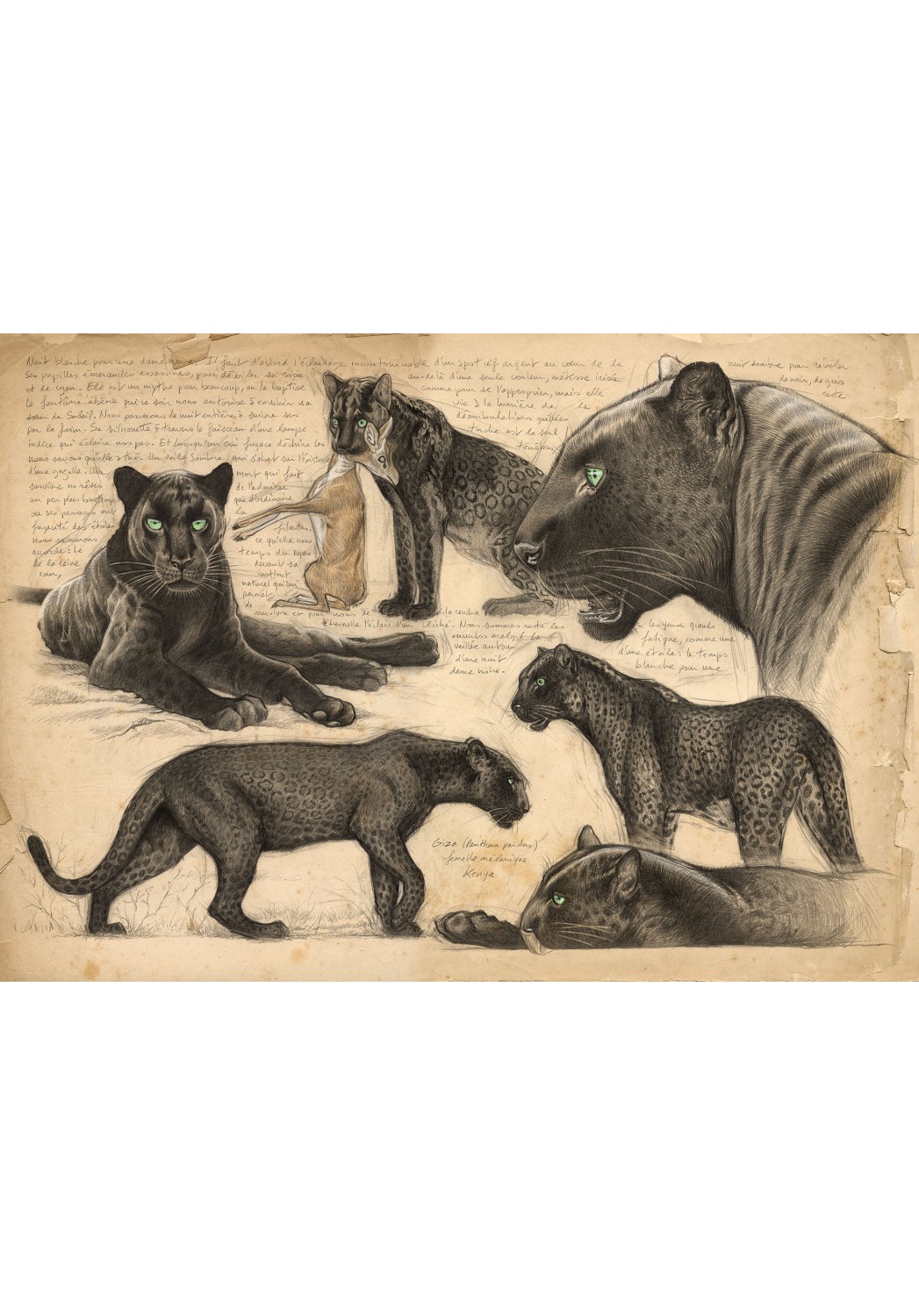 Marcello-art : Éditions 607 - Léopard mélanique (Panthera pardus)
