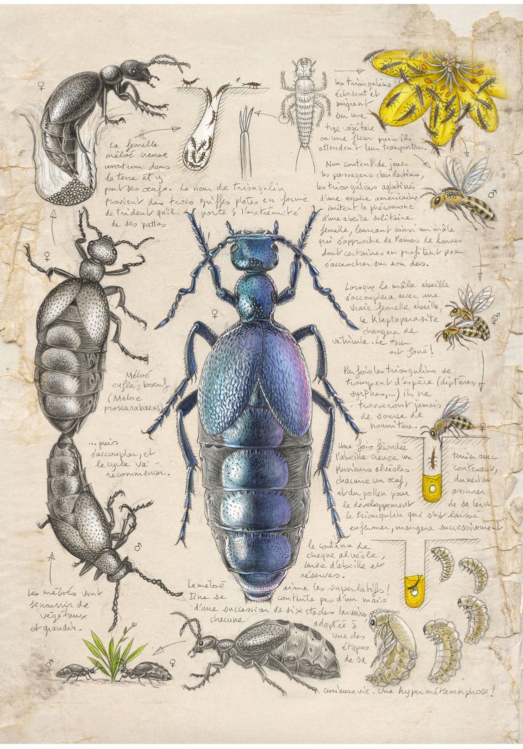 Marcello-art : Éditions 633 - Méloé (Meloe proscarabaeus)