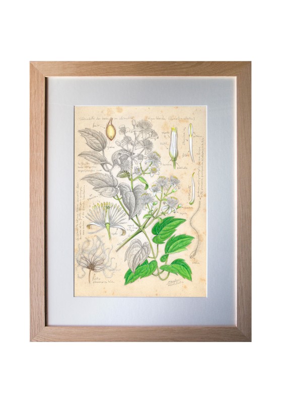 Marcello-art : Sur papier 634 - Clématite sauvage (Clematis vitalba)