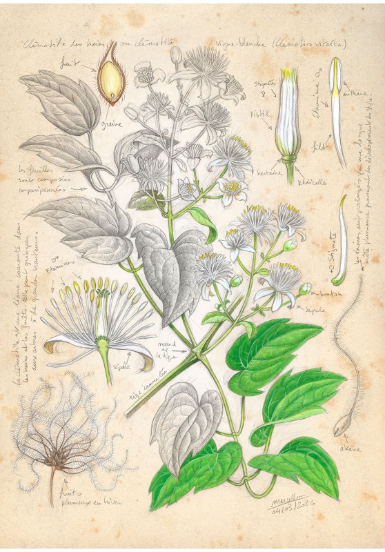 Marcello-art : Sur papier 634 - Clématite sauvage (Clematis vitalba)