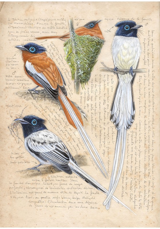 Marcello-art: Ornithology 635 - Madagascar Tchitrec (Terpsiphone mutata)