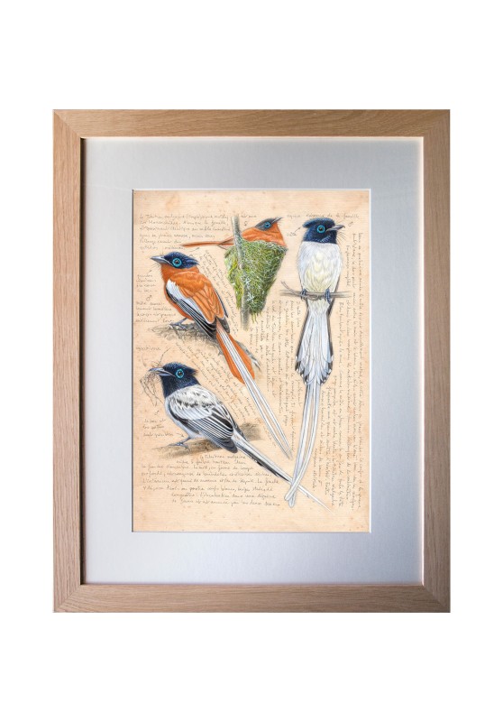 Marcello-art: Ornithology 635 - Madagascar Tchitrec (Terpsiphone mutata)