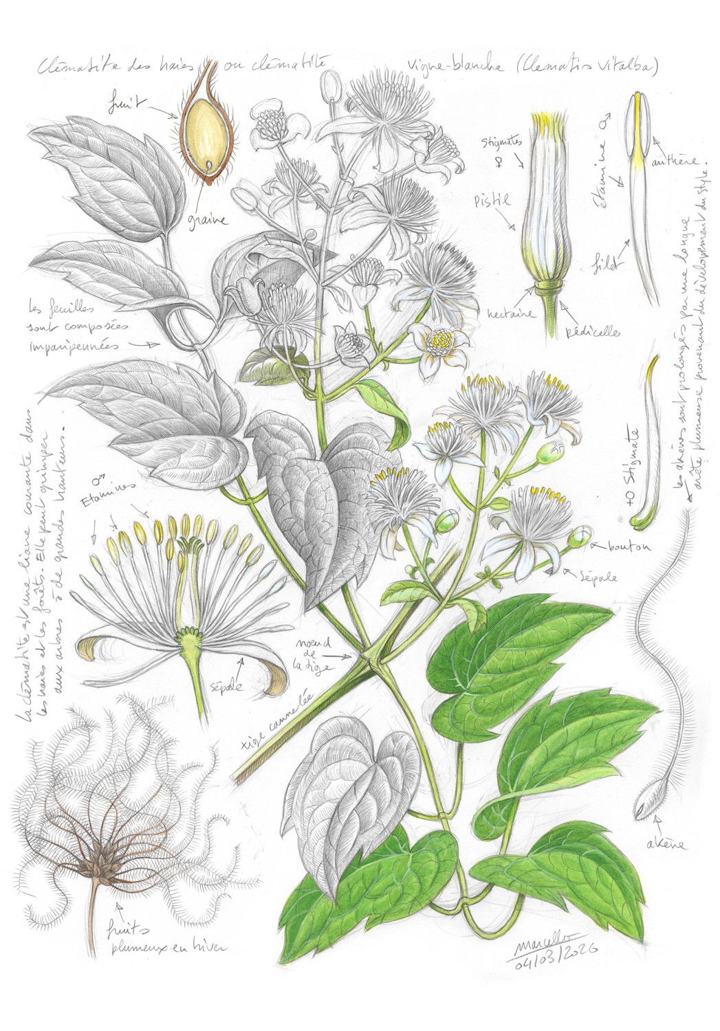 Marcello-art : Sur papier 634 - Clématite sauvage (Clematis vitalba)