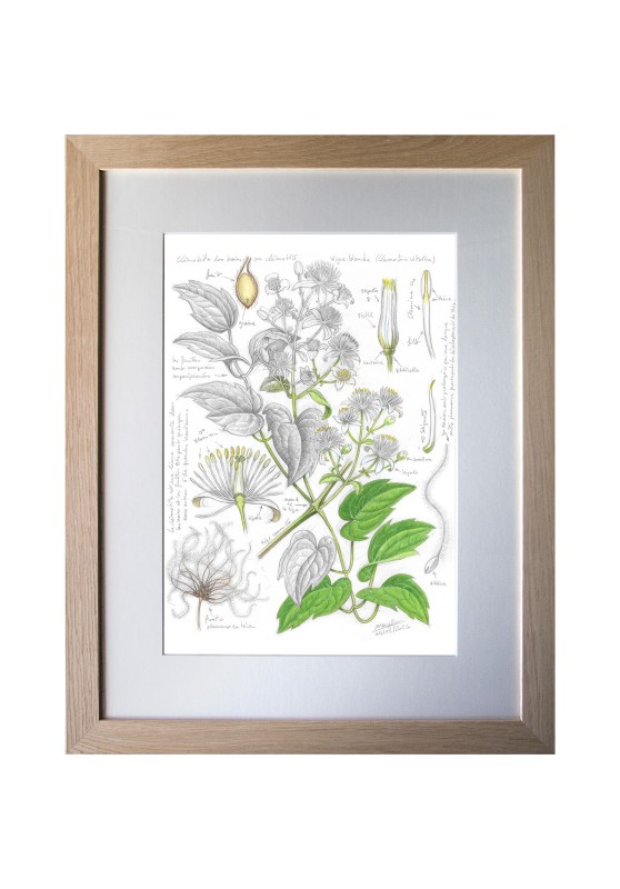 Marcello-art : Sur papier 634 - Clématite sauvage (Clematis vitalba)