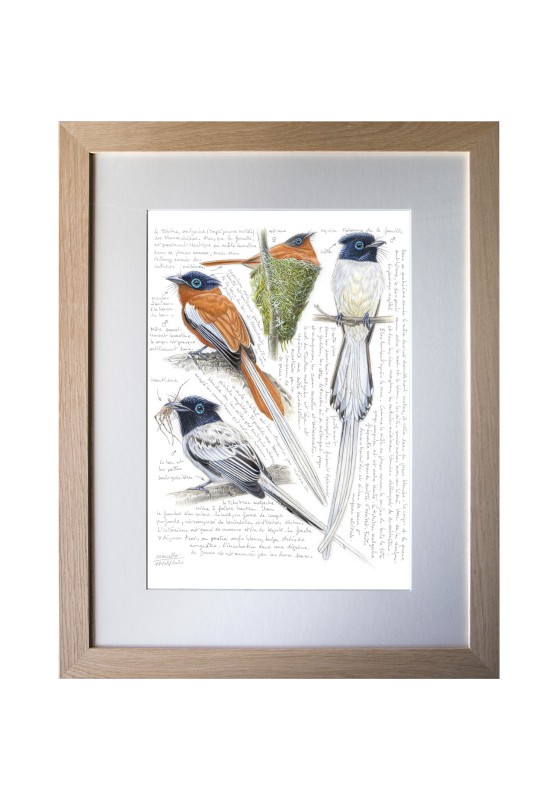 Marcello-art : Ornithologie 635 - Tchitrec de Madagascar (Terpsiphone mutata)