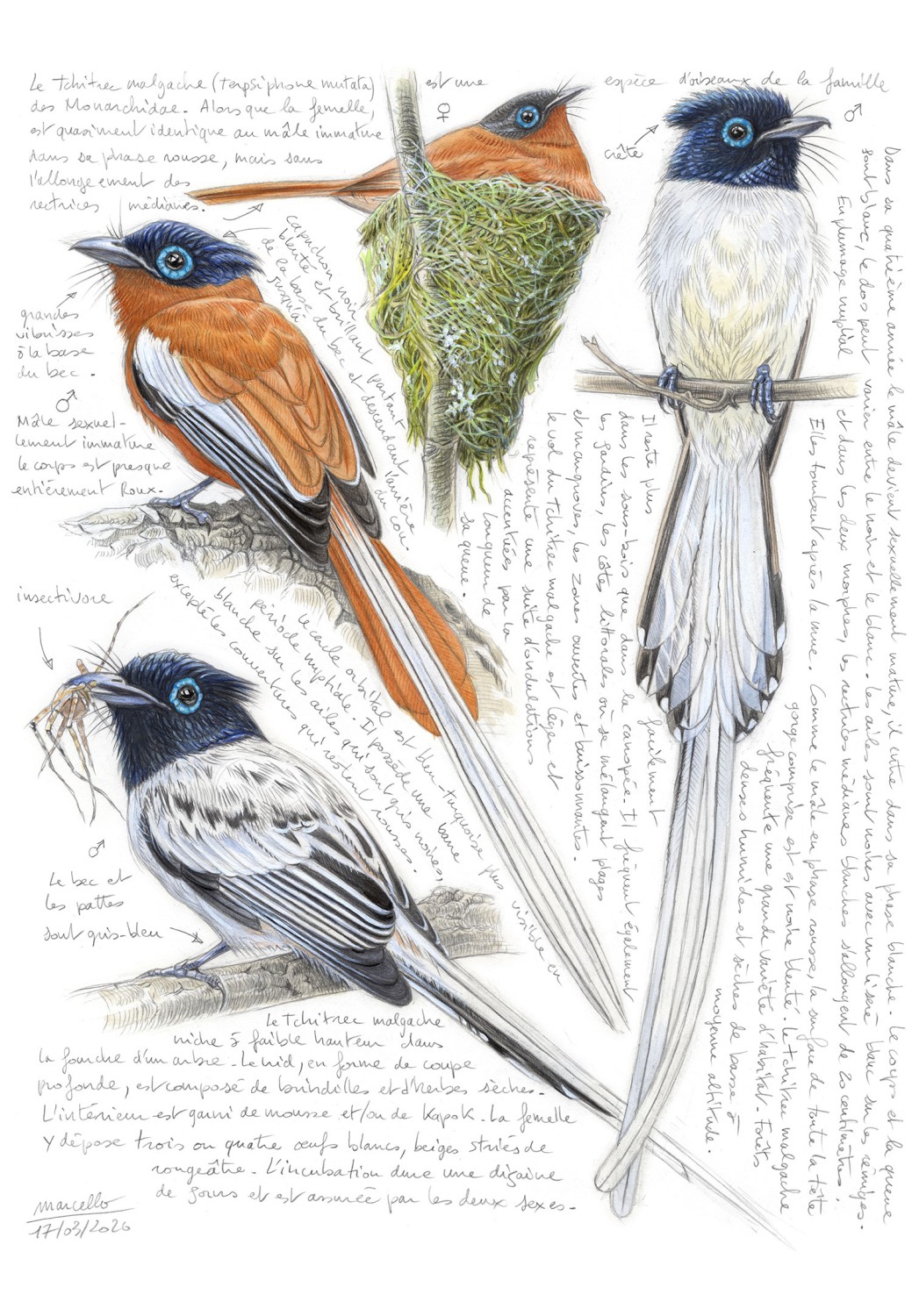 Marcello-art: Ornithology 635 - Madagascar Tchitrec (Terpsiphone mutata)