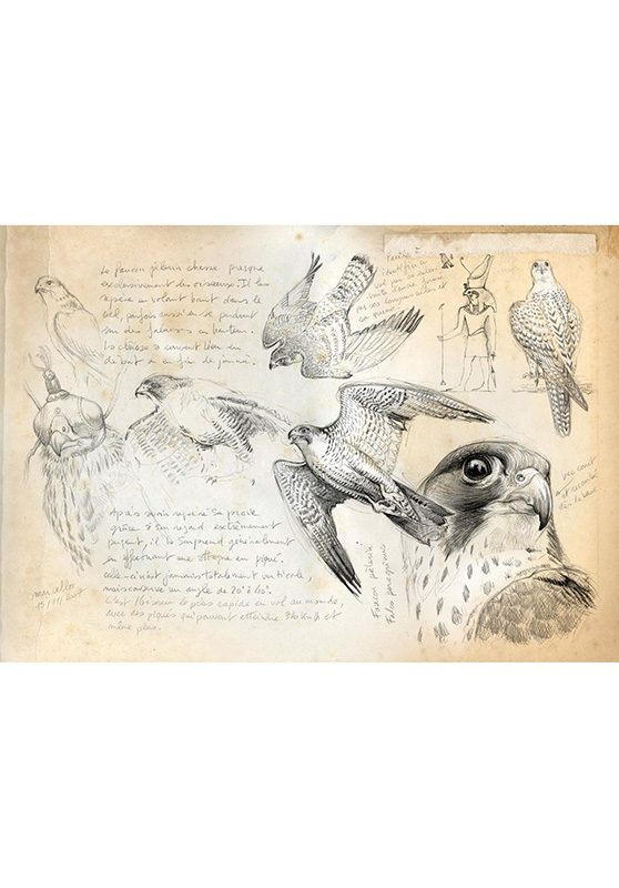 Marcello-art: Wish Card 13 - Peregrine Falcon