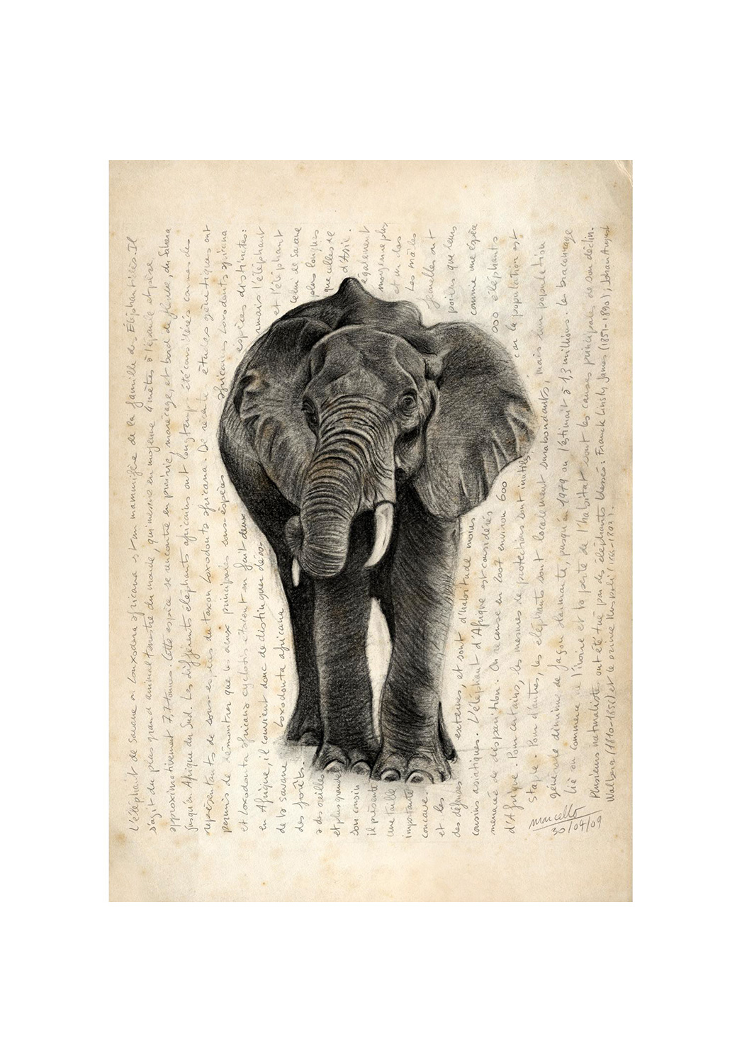 Marcello-art: Wish Card 21 - African elephant