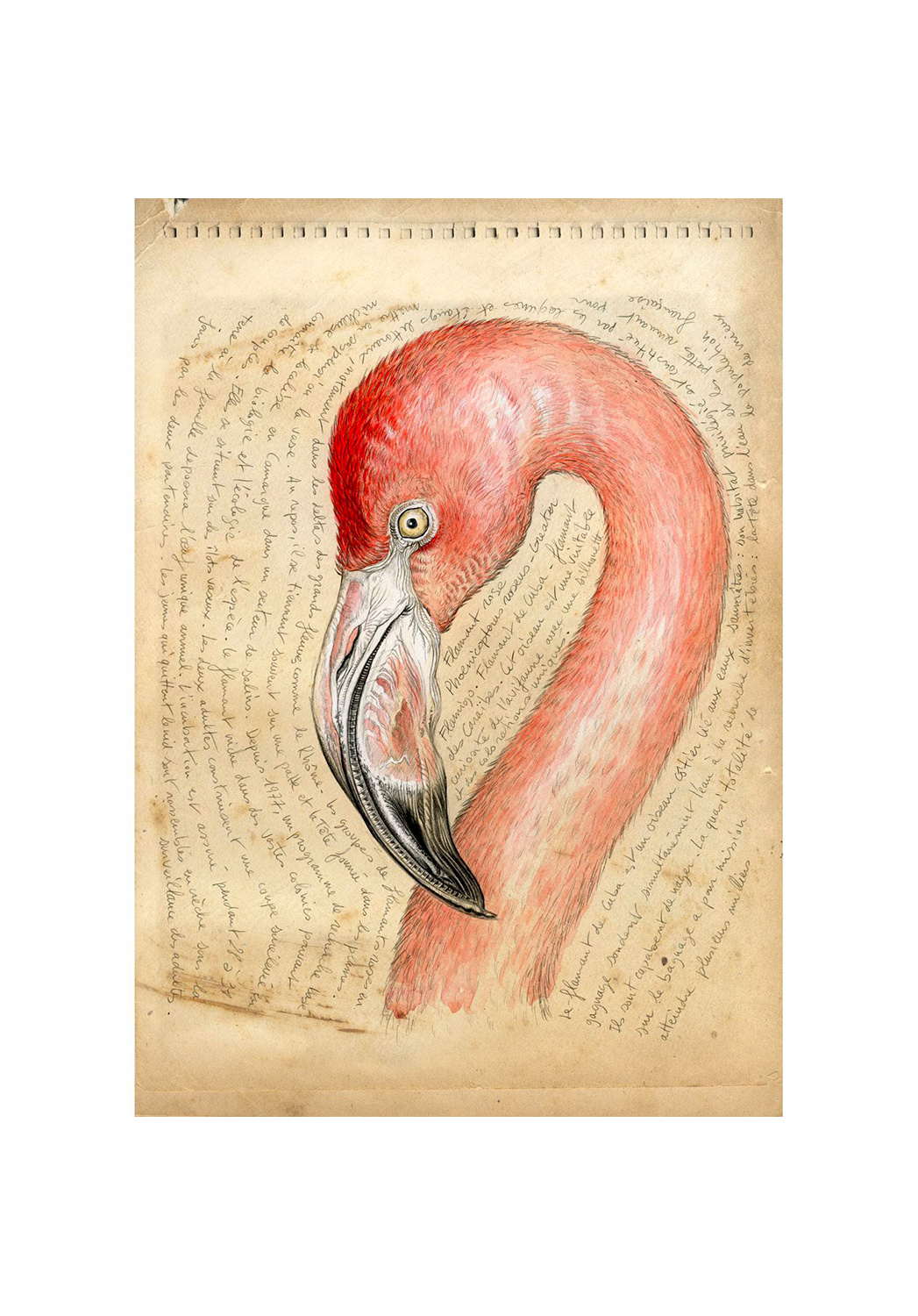 Marcello-art: Wish Card 36 - Pink flamingo