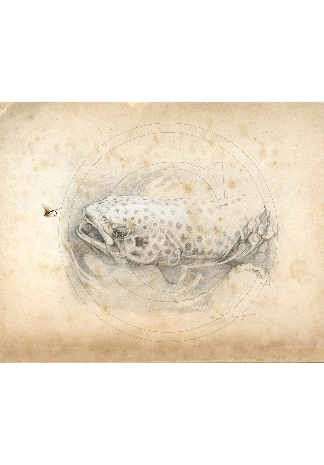 Marcello-art: Wish Card 46 - Trout of the Gaves