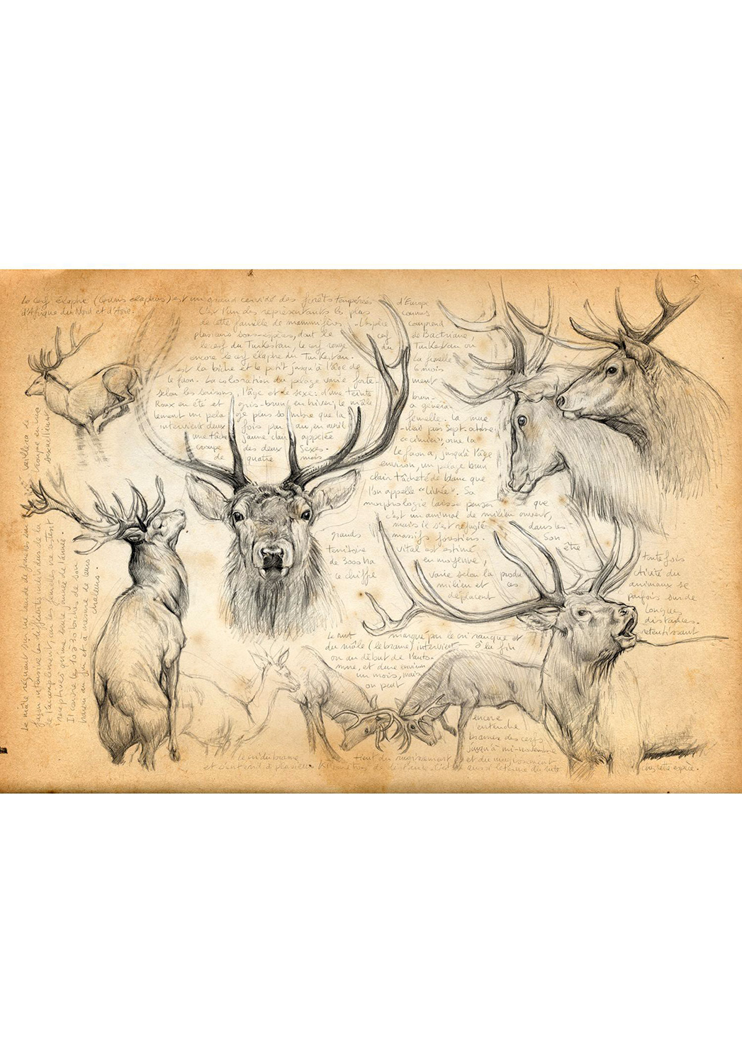 Marcello-art: Wish Card 52 - Red Deer 02