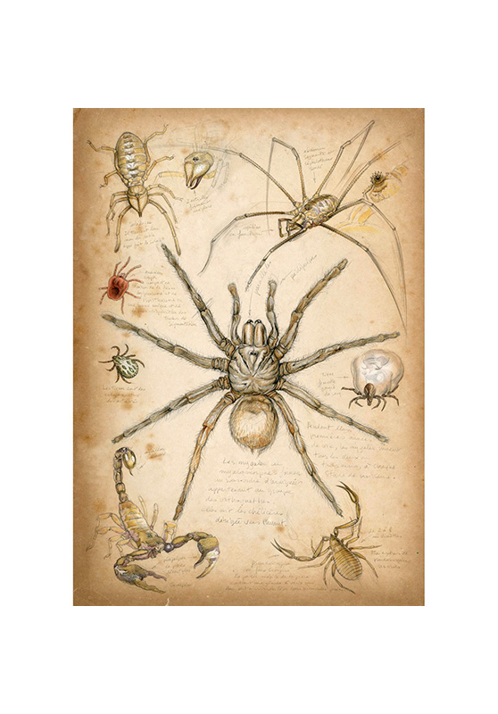 Marcello-art: Wish Card 82 - Arachnids