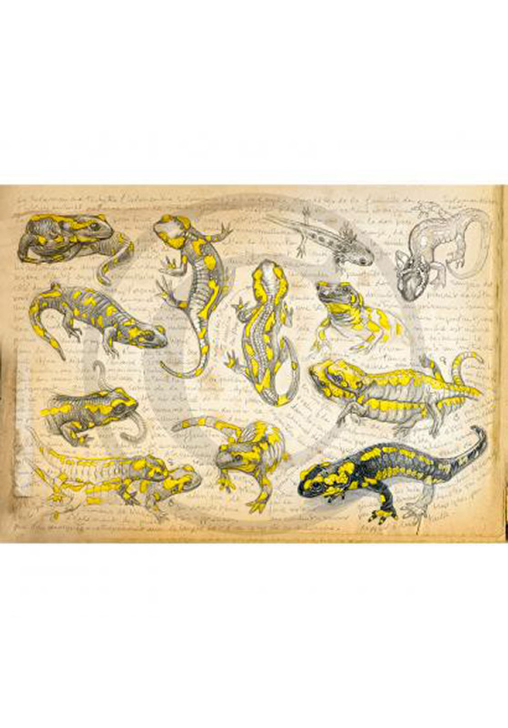 Marcello-art : Cartes de faire part 95 - Salamandre tachetée