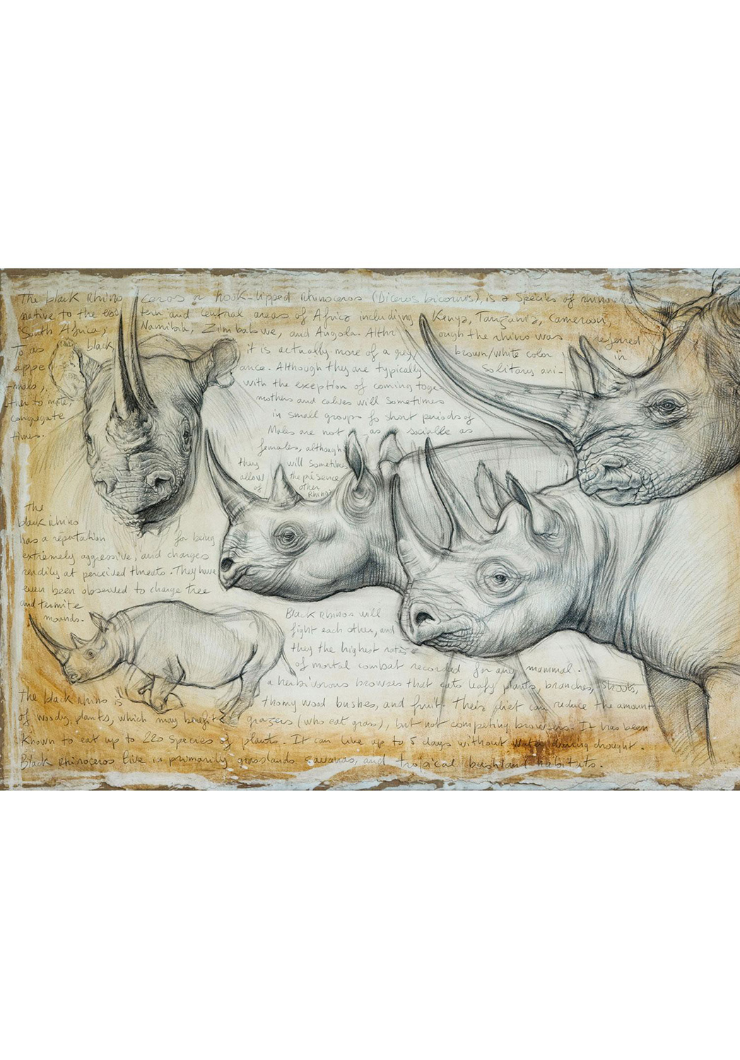 Marcello-art: Wish Card 176 - Rhino 03