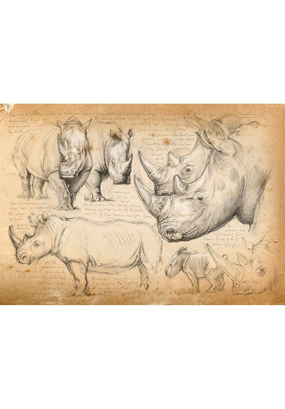 Marcello-art : Cartes de faire part 178 - Rhinocéros blanc 04