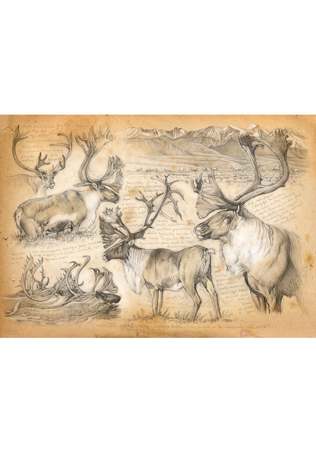 Marcello-art: Wish Card 190 - Mountain caribou