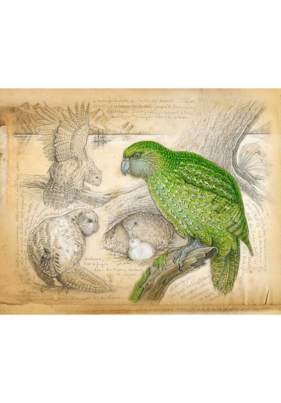 Marcello-art : Cartes de faire part 192 - Strigops kakapo