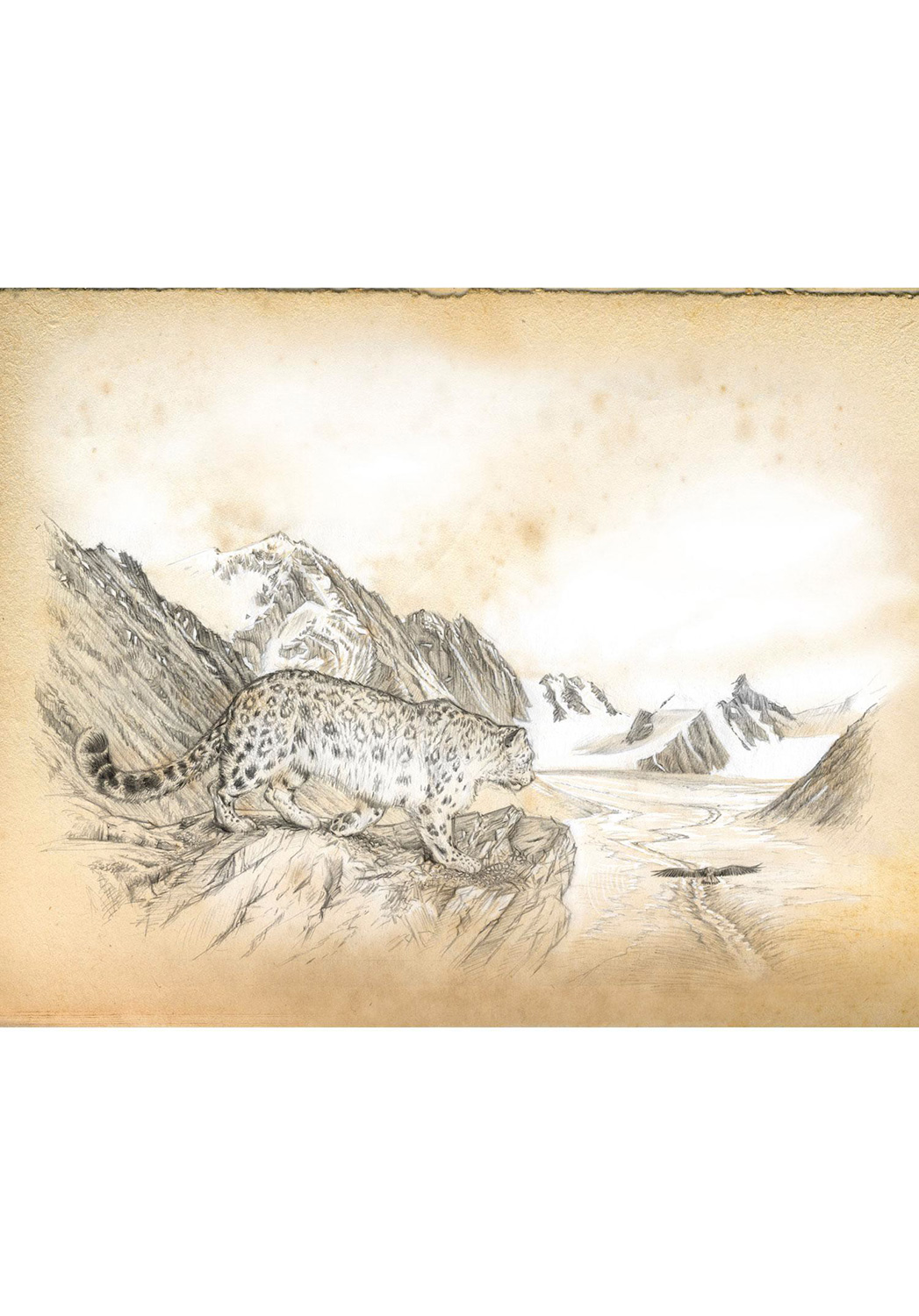 Marcello-art: Wish Card 200 - Sayat - Snow Leopard