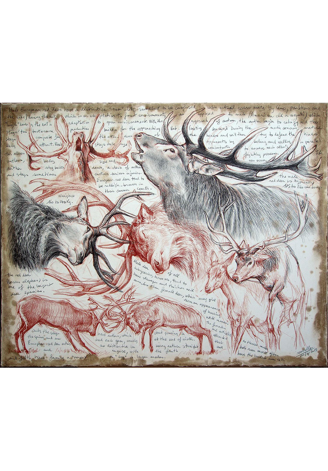 Marcello-art: Wish Card 226 - Red Deer