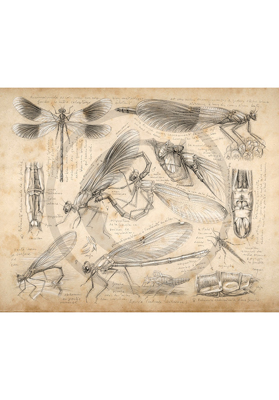 Marcello-art: Wish Card 255 - Calopteryx slendens