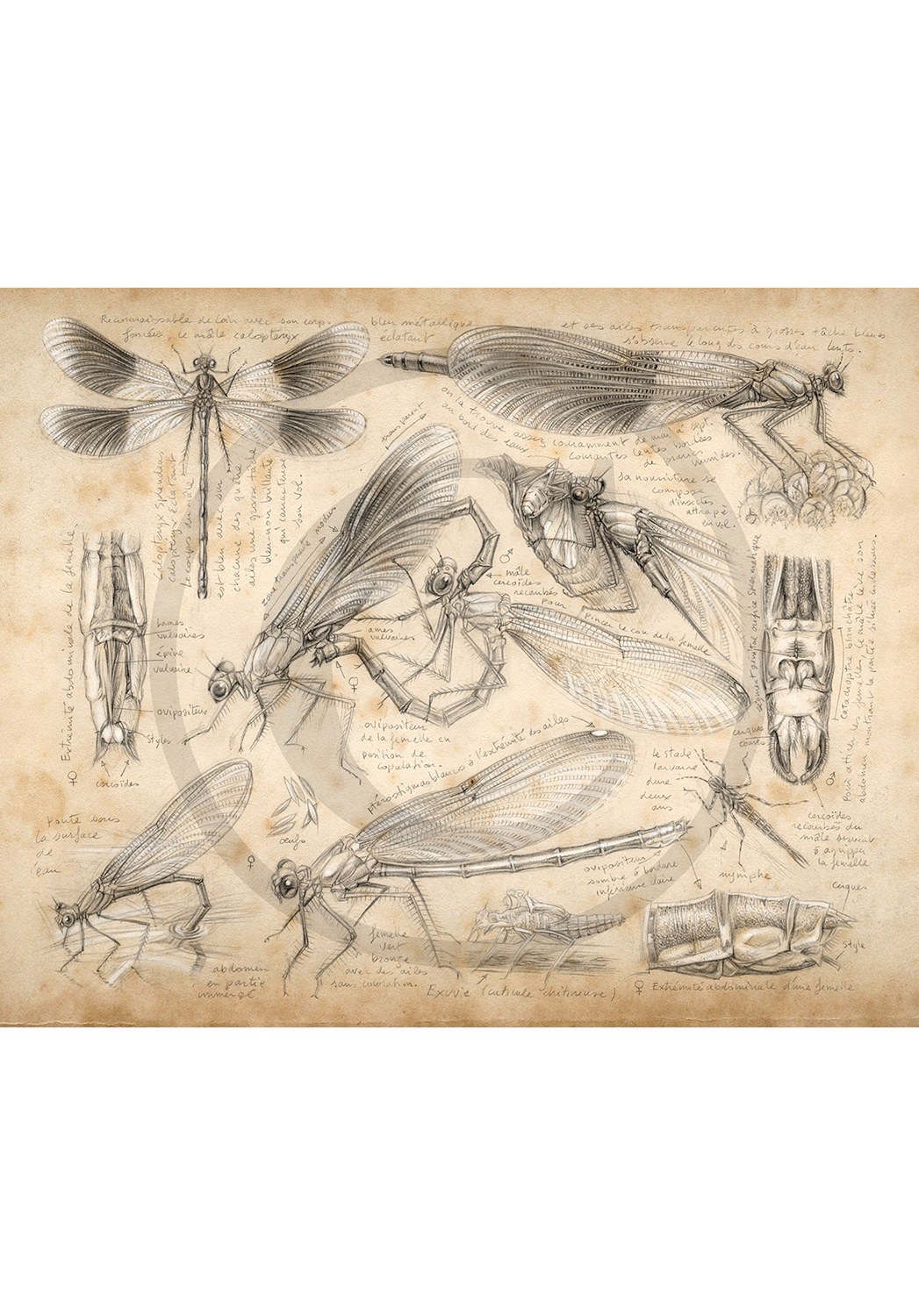 Marcello-art: Wish Card 255 - Calopteryx slendens
