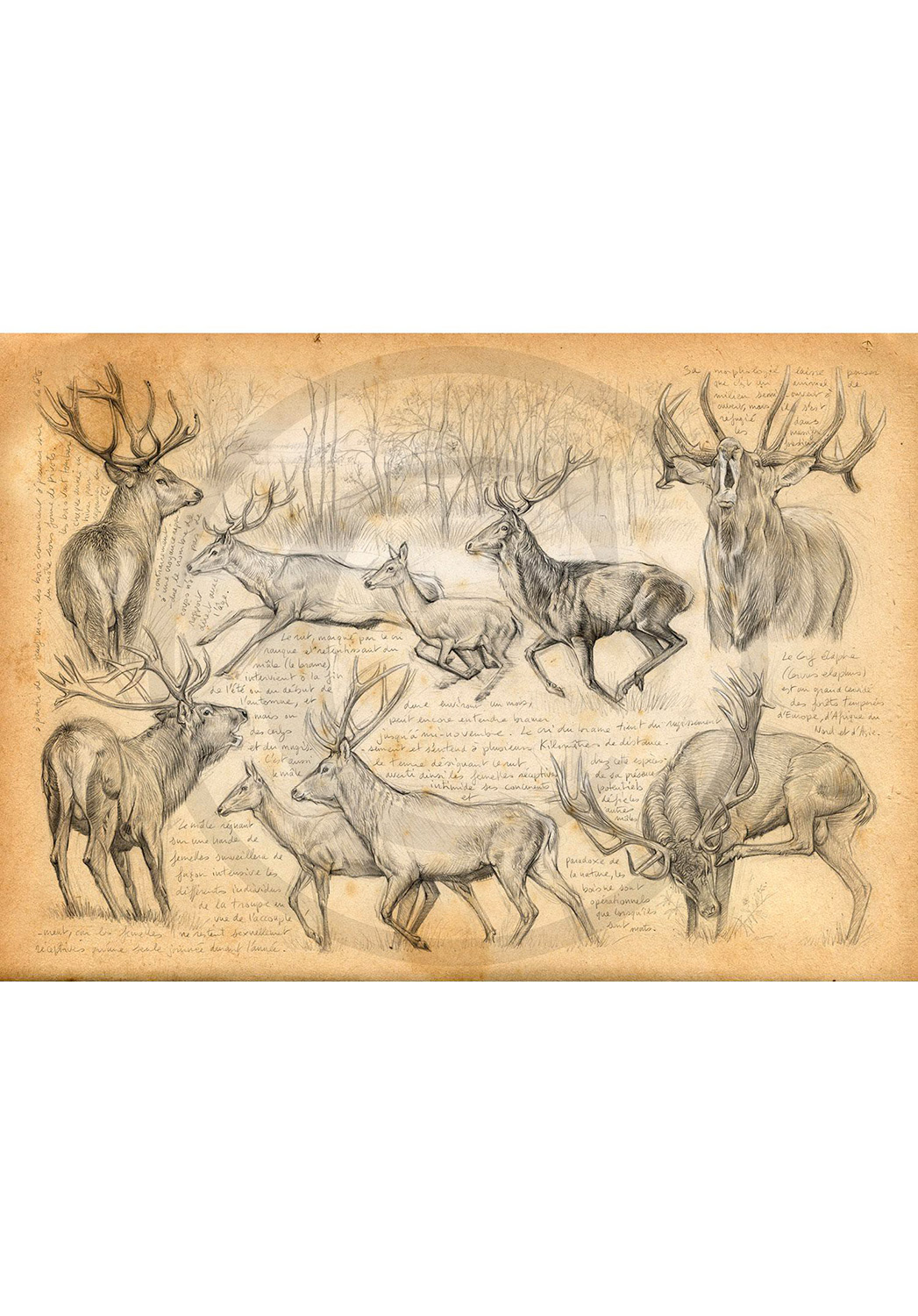 Marcello-art: Wish Card 271 - Red deer